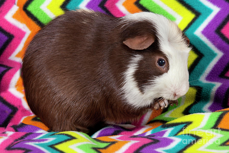 American Guinea Pig #1 Photograph by Anthony Totah