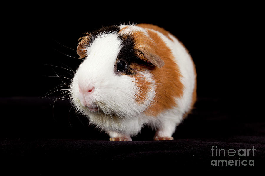  American Guinea Pigs - Cavia porcellus #1 Photograph by Anthony Totah