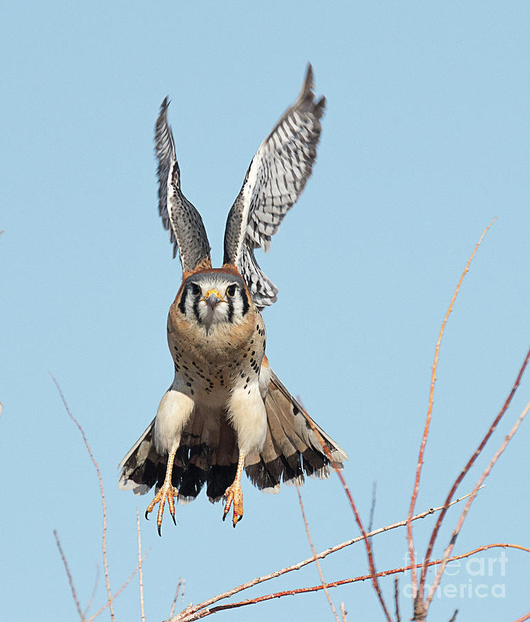 American Kestrel on the Wing #1 Photograph by Dennis Hammer