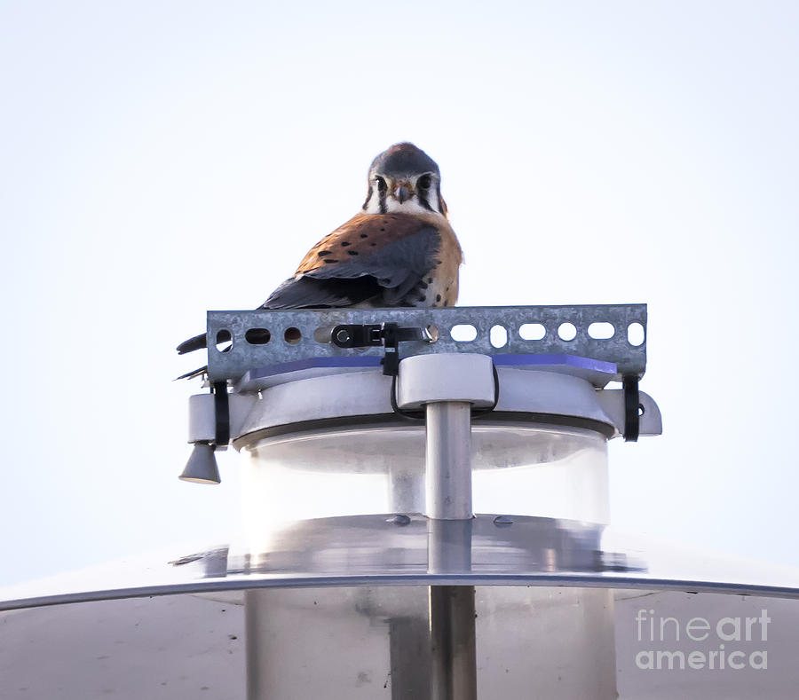 Canon Photograph - American Kestrel by Ricky L Jones Canon Photograph - American Kestrel by Ricky L Jones