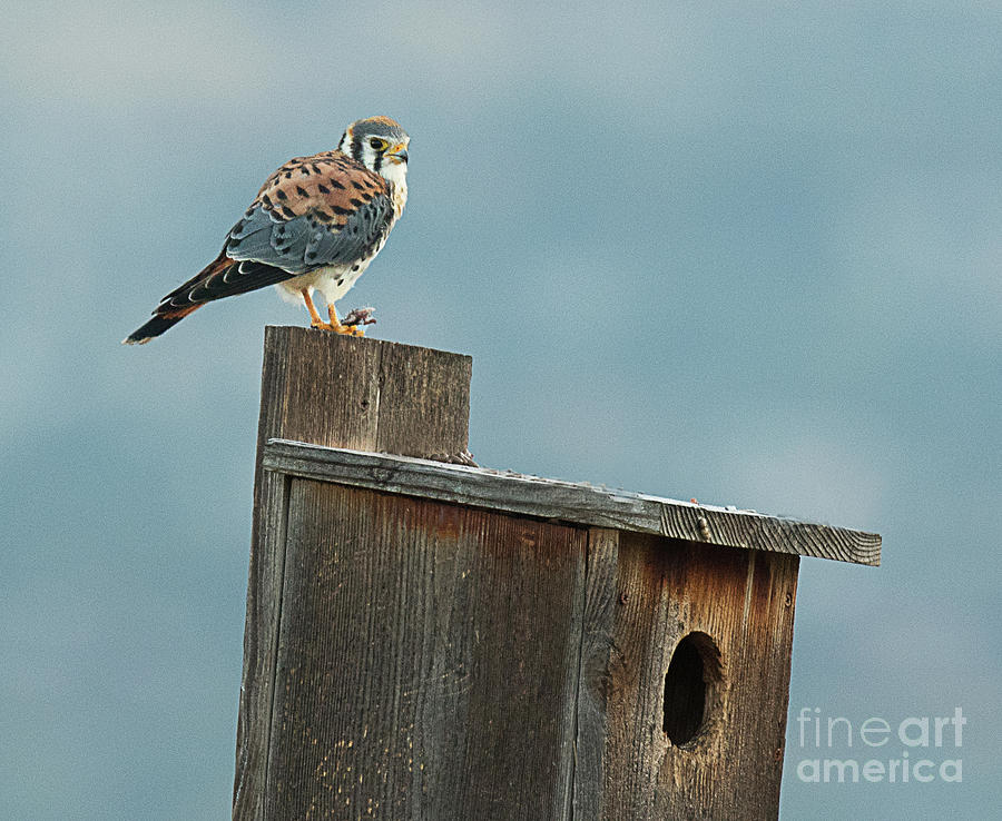 American Kestrel with Vole #1 Photograph by Dennis Hammer