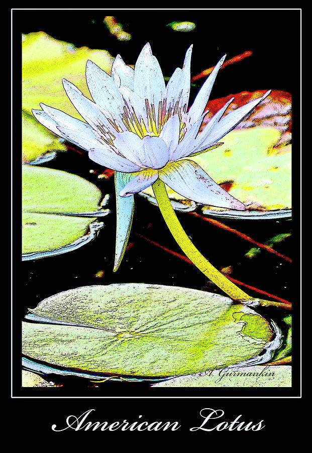American Lotus Flower Digital Art by A Macarthur Gurmankin