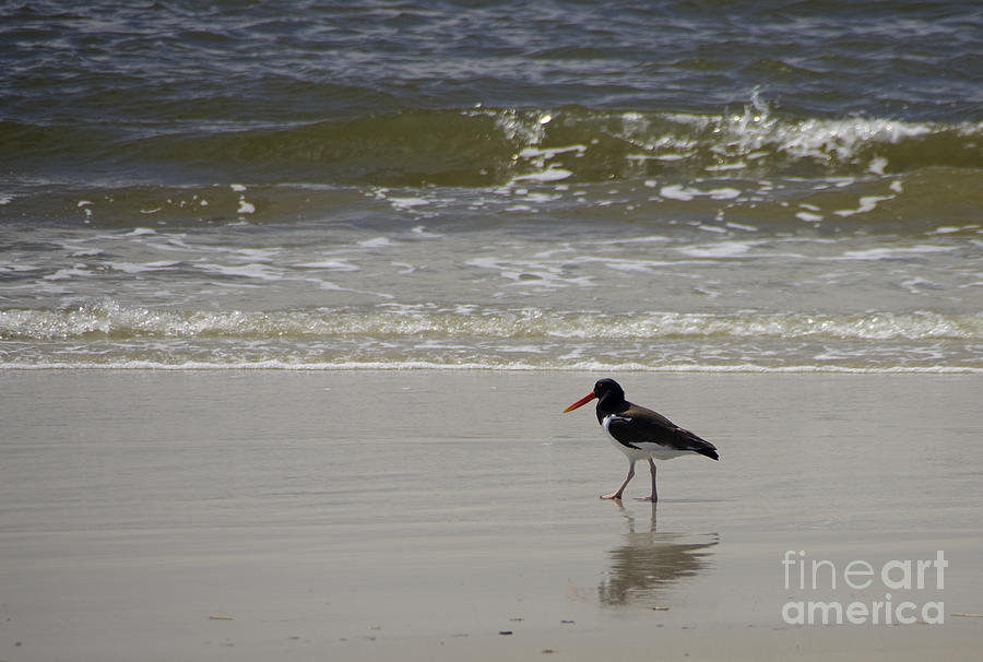 American Oystercatcher No.1 #1 Photograph by Scott Evers