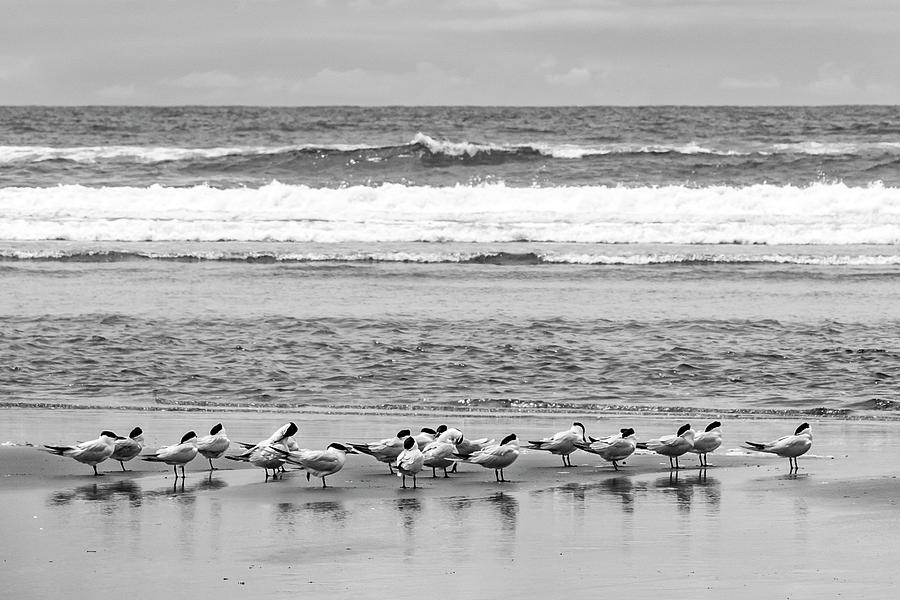 Nature Photograph - American Oystercatchers #1 by Jayme Spoolstra