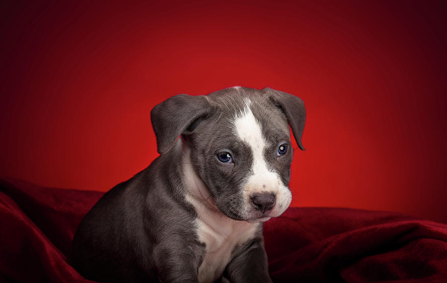 American Pitbull Puppy #1 Photograph by Peter Lakomy
