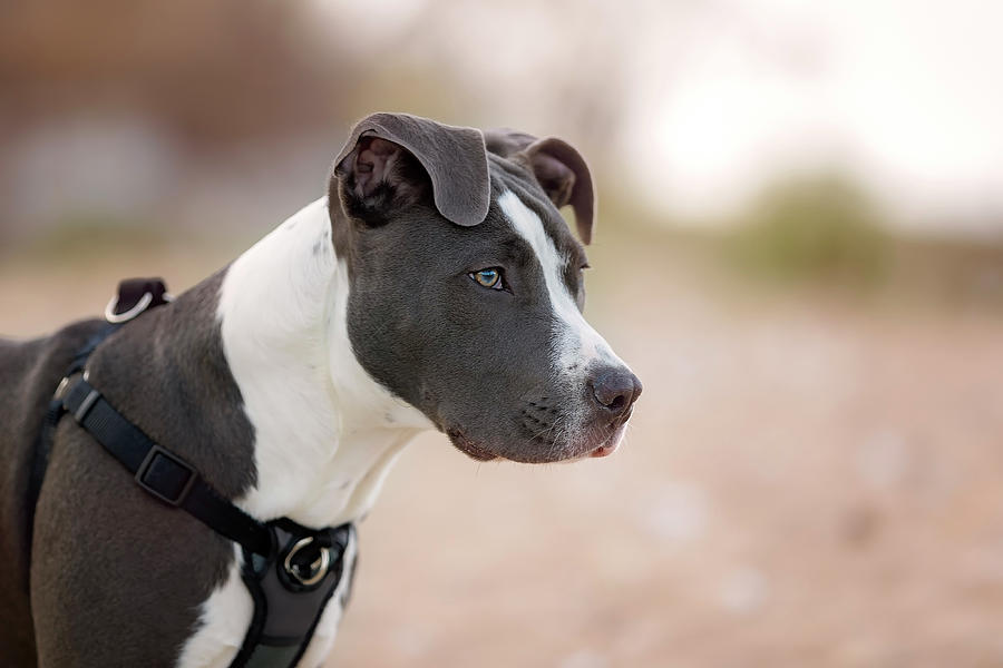 American Pitbull Terrier #1 Photograph by Peter Lakomy
