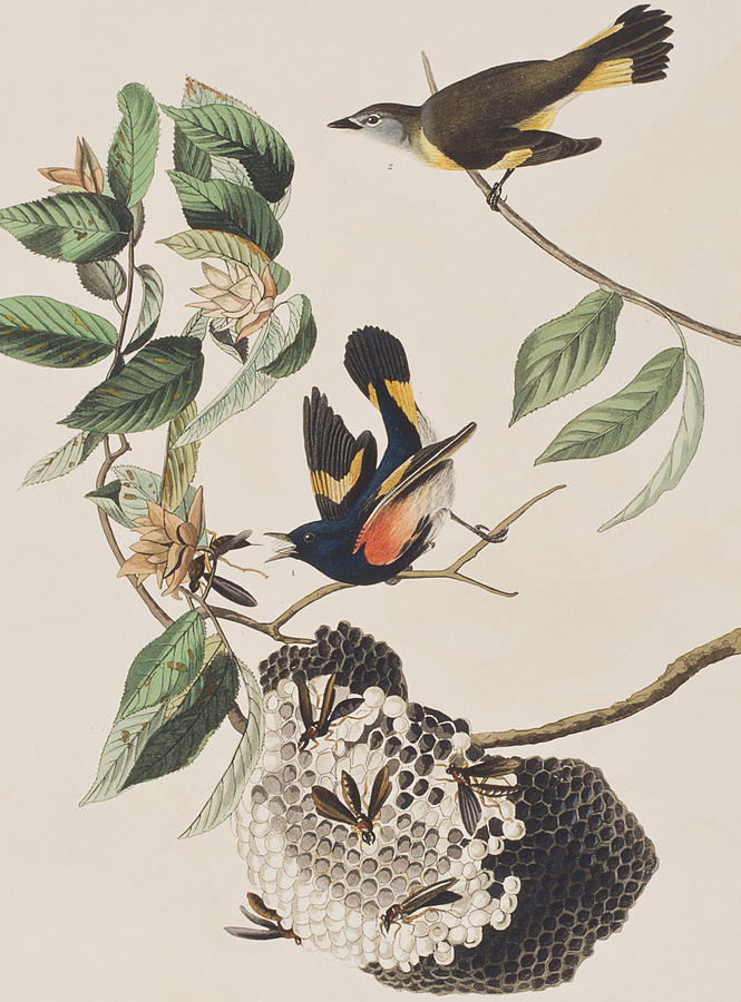 John James Audubon Painting - American Redstart  by John James Audubon