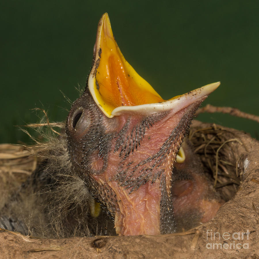 American Robin Feeding Chicks Photograph