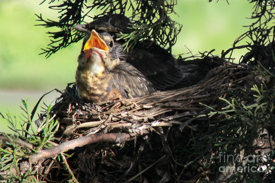 Robin Photograph - American Robin nestlings #1 by Adam Long