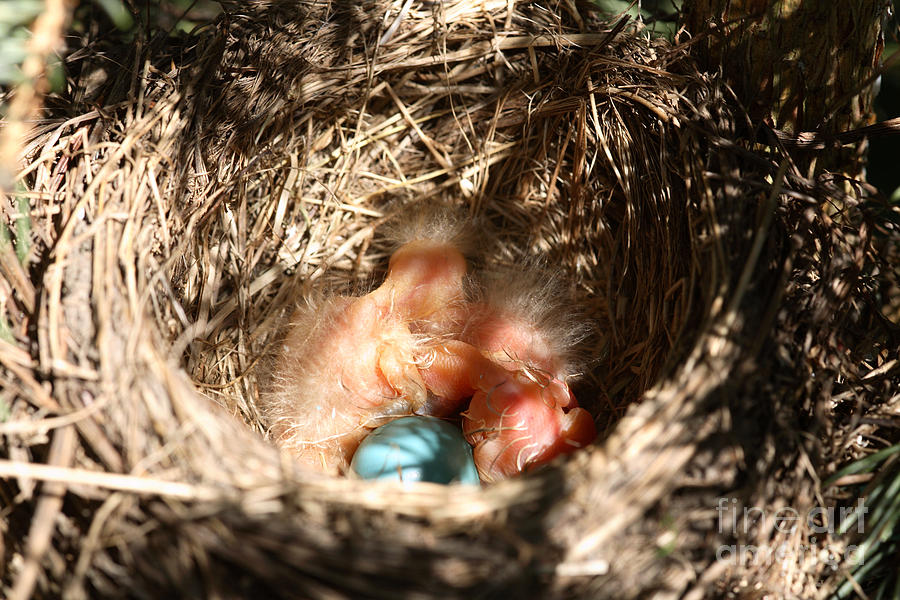 American Robin Nestlings #1 Photograph by Ted Kinsman
