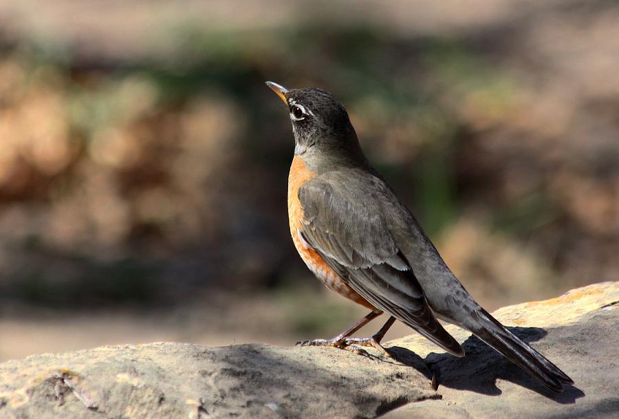 American Robin on Rock #1 Photograph by Sheila Brown