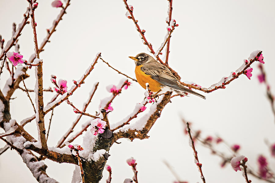 American Robin Perched On Blooming Peach Tree In Spring Snow #1 Photograph by Alex Grichenko