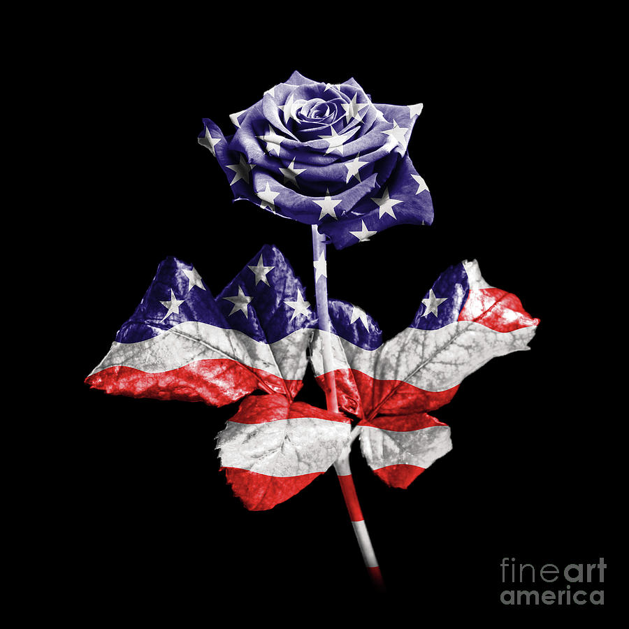 Rose Photograph - American rose #1 by Richard Thomas