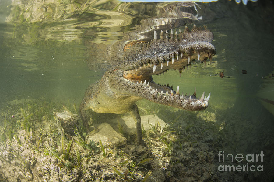 American Saltwater Crocodile #1 Photograph by Mathieu Meur
