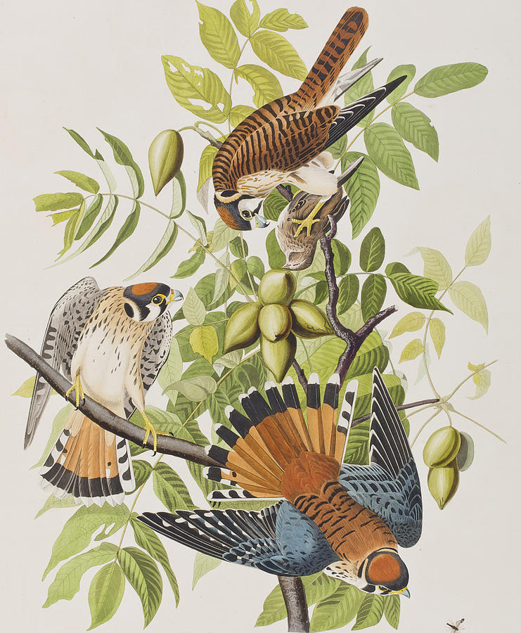 John James Audubon Painting - American Sparrow Hawk by John James Audubon