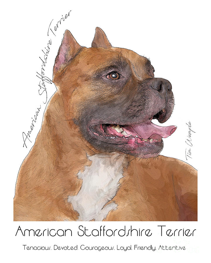 American Staffordshire Terrier Poster #1 Digital Art by Tim Wemple