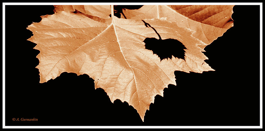 American Sycamore Leaf and Leaf Shadow #2 Photograph by A Macarthur Gurmankin