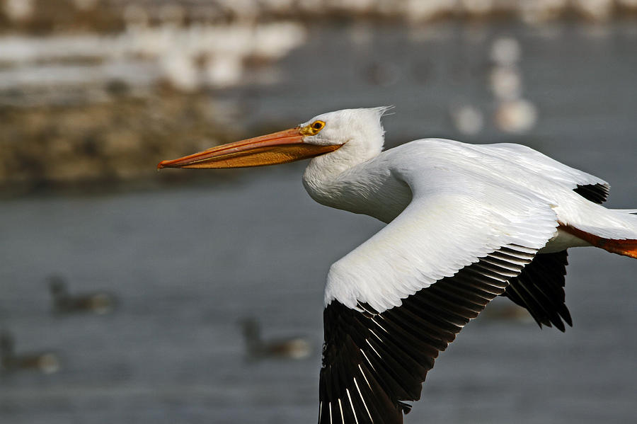 Knoxville Photograph - American White Pelican #1 by Steve Yezek