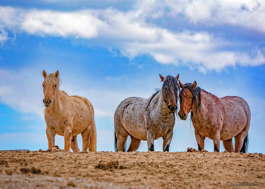 American Wild Horses #1 Photograph by LeeAnn McLaneGoetz McLaneGoetzStudioLLCcom