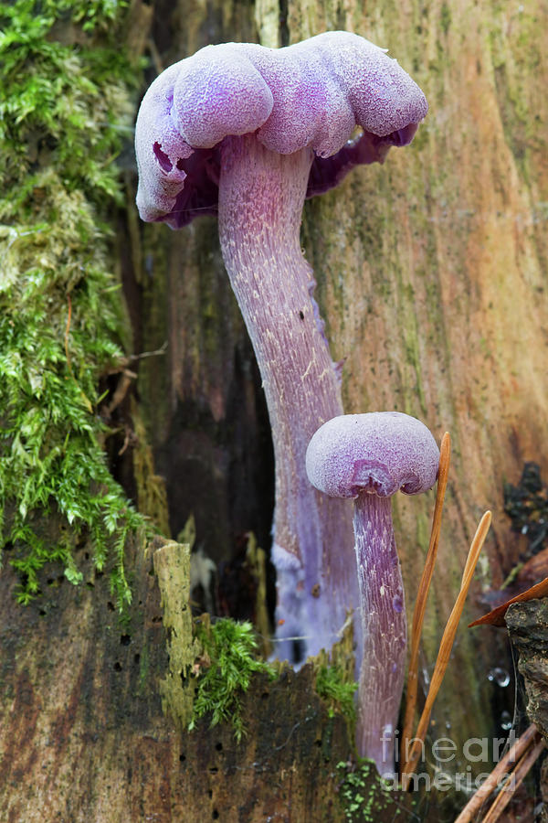 Amethyst deceiver - edible mushroom #1 Photograph by Michal Boubin