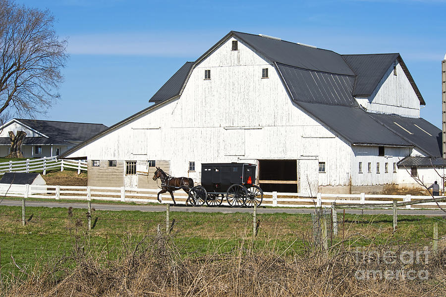 Amish Buggy and White Barn #1 Photograph by David Arment