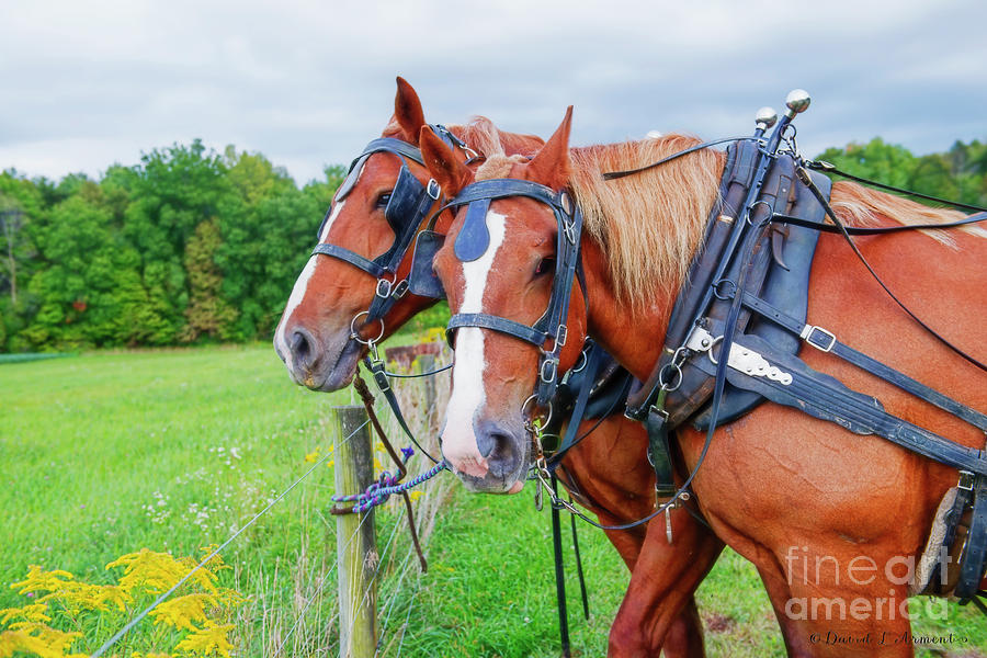 Amish Horses in Harness #1 Photograph by David Arment
