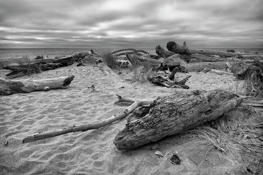 Among The Driftwood #2 Photograph by Steven Clark