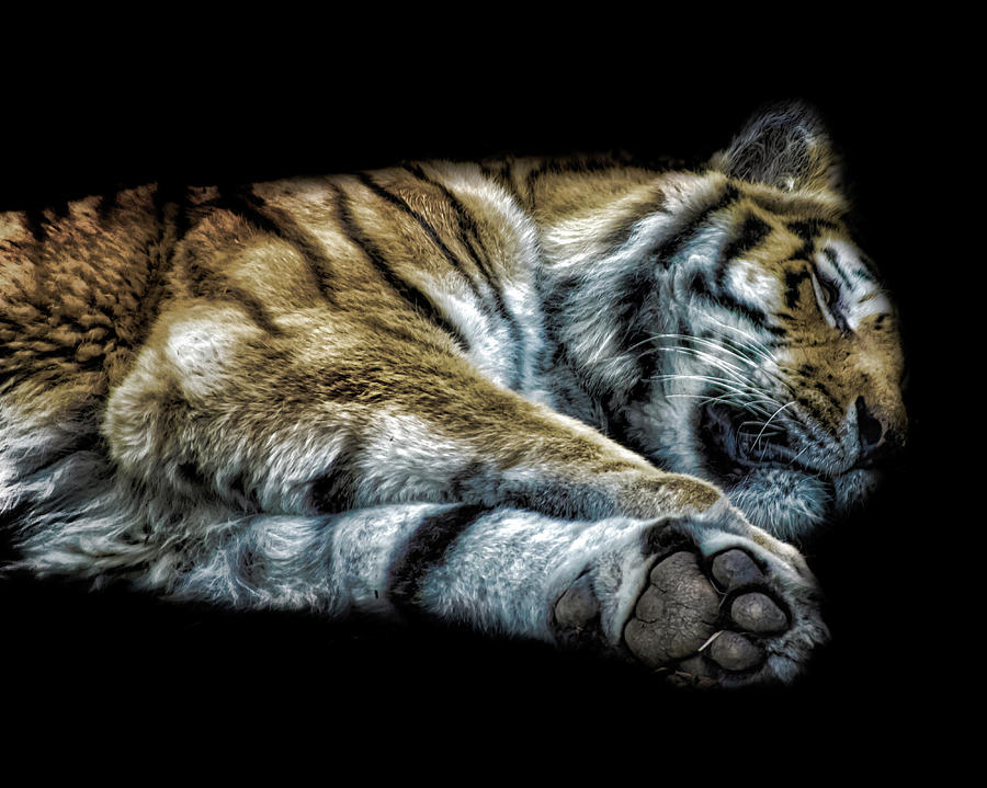 Wildlife Photograph - Amur Tiger #1 by Martin Newman