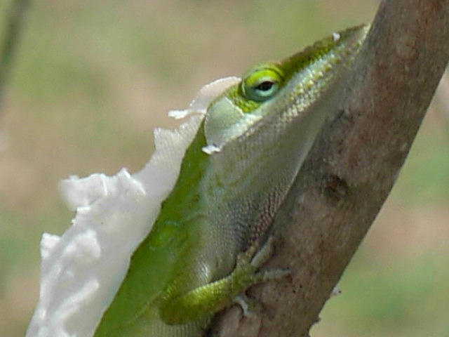 An Anole Shedding Its Skin #1 Photograph by Jeanne Juhos