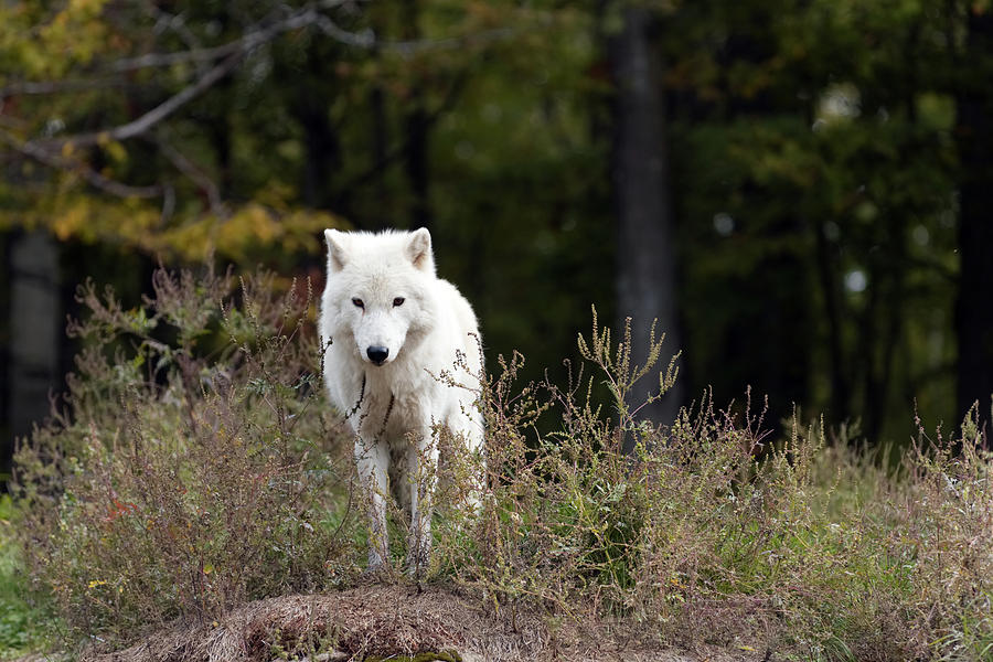 An Arctic Wolf #1 Photograph by Josef Pittner