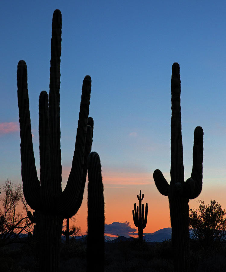 An Arizona Sunrise #1 Photograph by Sue Cullumber