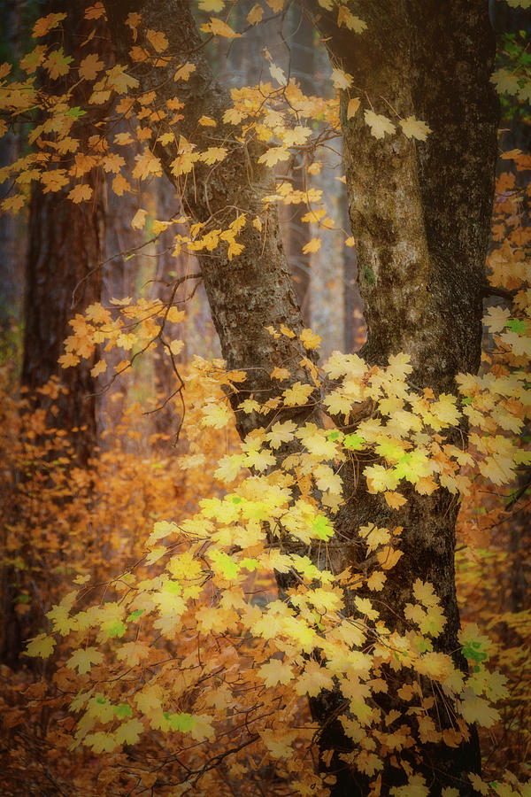 Nature Photograph - An Autumn Morning  #1 by Saija Lehtonen