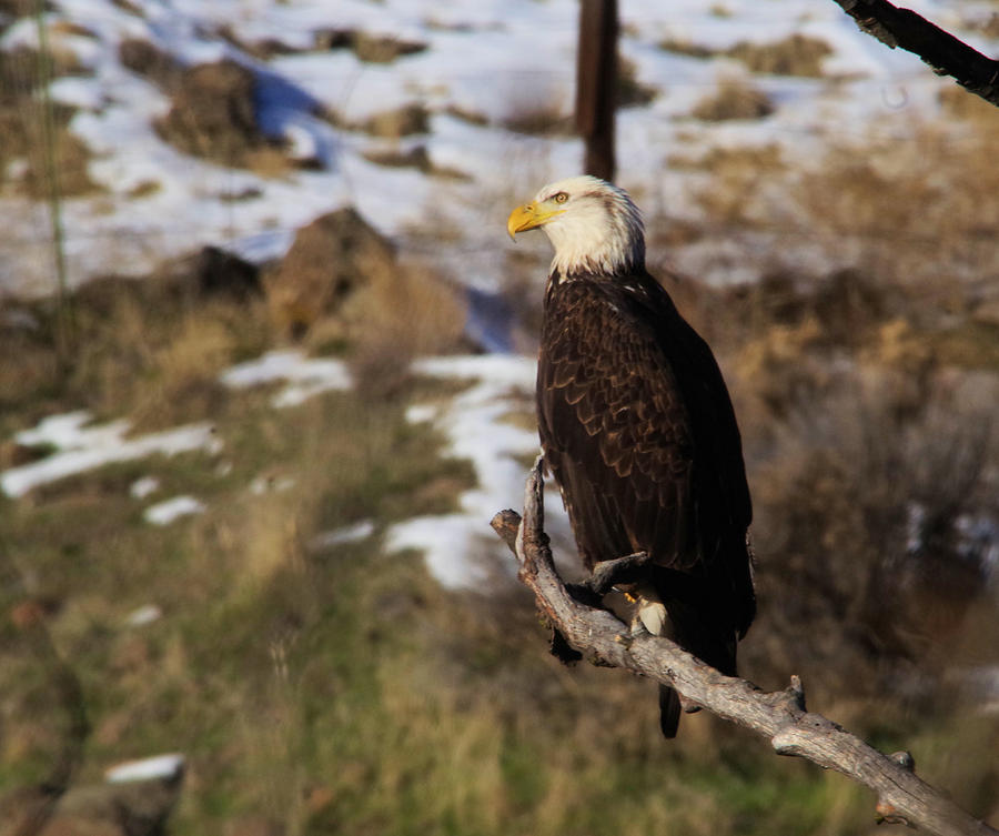 An Eagle perched along the river Photograph by Jeff Swan