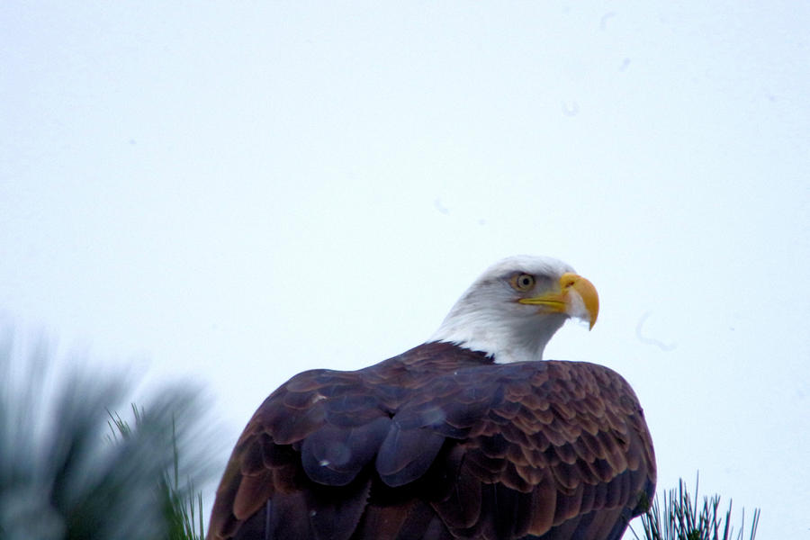 An eagle stretching its wings #1 Photograph by Jeff Swan