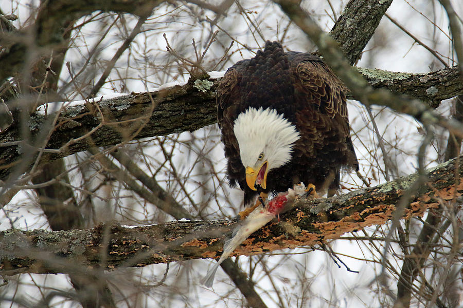 An Eagles Meal #1 Photograph by Brook Burling