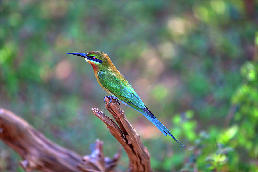 an exotically bird is sitting on a twig in the Yala Nationalpark #1 Photograph by Gina Koch