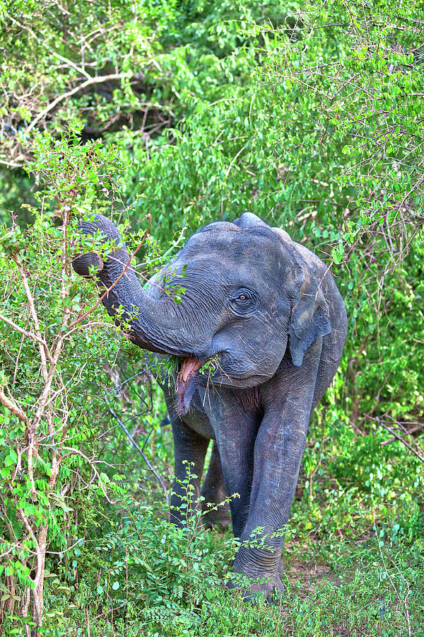 an Indian Elephant is walking through the jungle #1 Photograph by Gina Koch