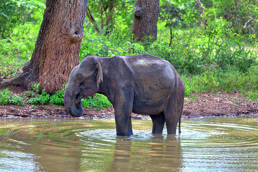 an Indian Elephant while bathing in a pond in the Yala Nationalpark #1 Photograph by Gina Koch