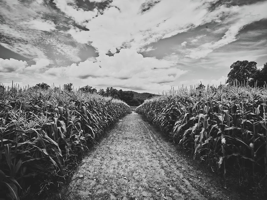 An Opening In The Cornfield #1 Photograph by Mountain Dreams