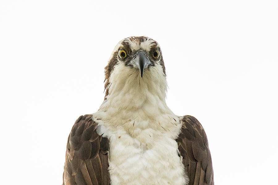 An Ospreys Stare #1 Photograph by Tony Hake