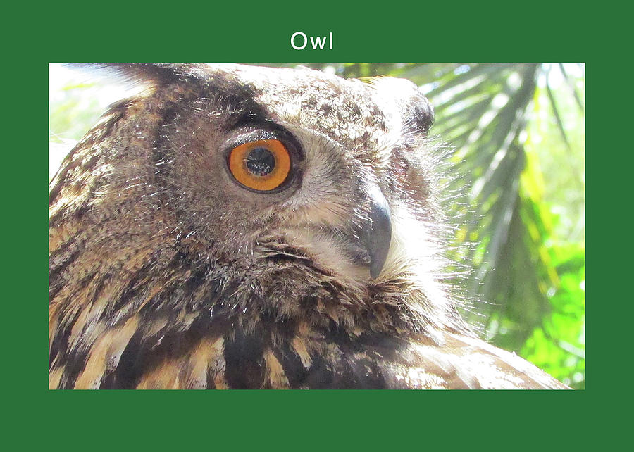 Bird Digital Art - An Owls Curiousity #1 by Kathleen J Beller