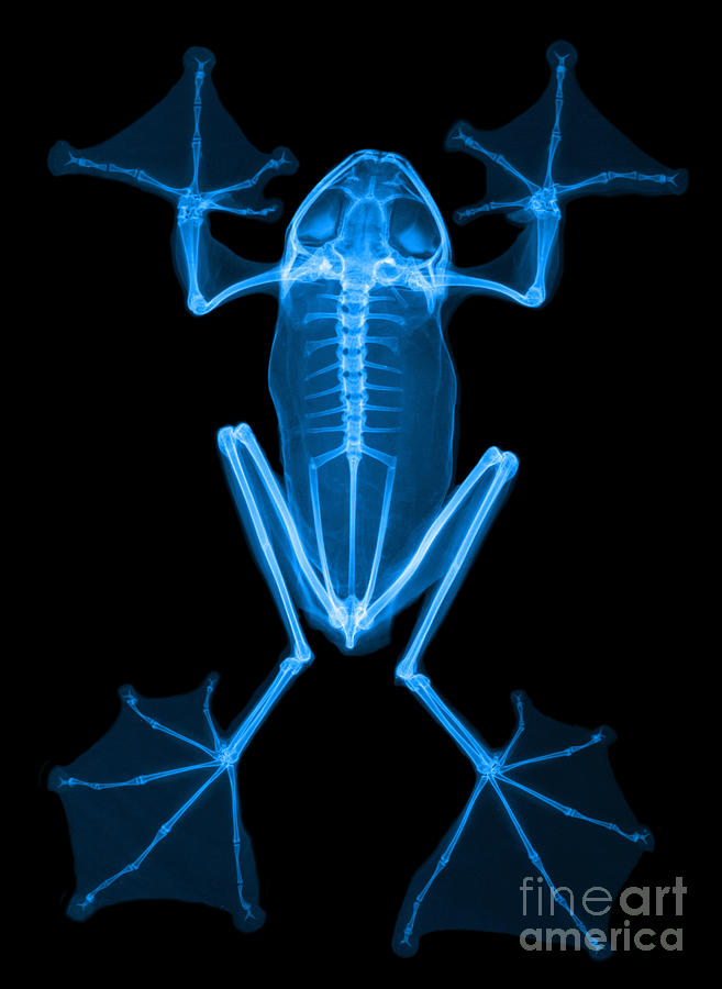 An X-ray Of A Flying Frog #1 Photograph by Ted Kinsman