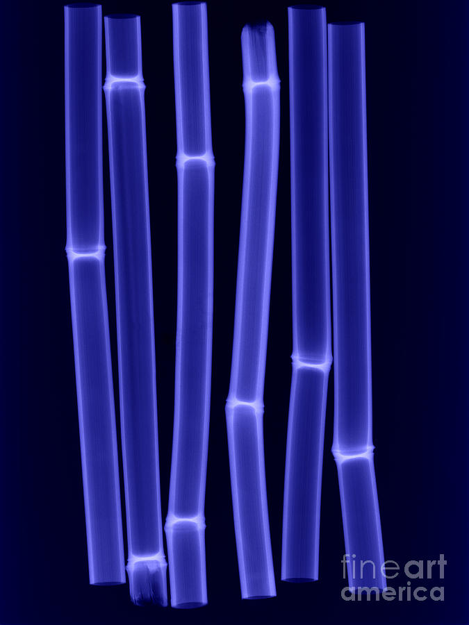 An X-ray Of Bamboo #1 Photograph by Ted Kinsman