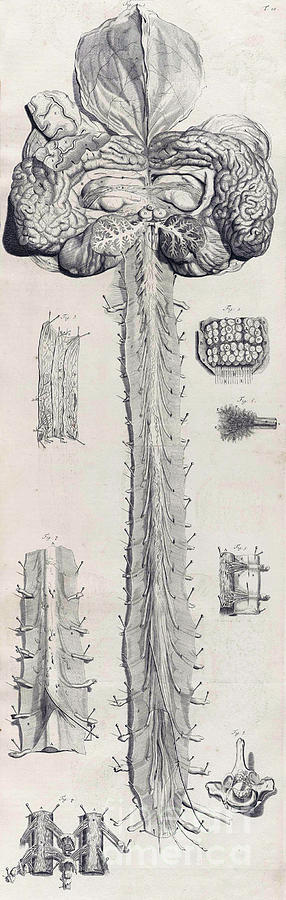 Anatomia Humani Corporis, Table 10, 1690 #1 Photograph by Science Source