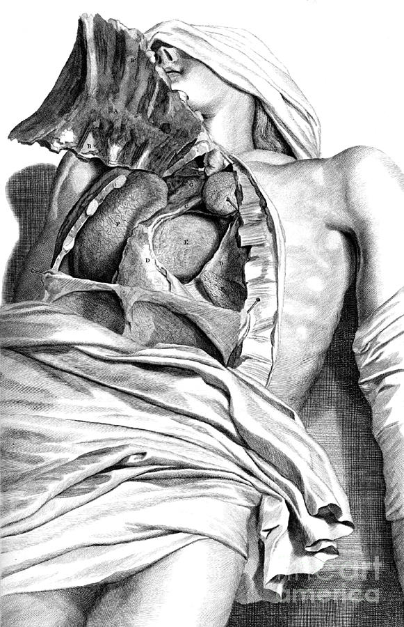 Anatomia Humani Corporis, Table 21, 1690 #1 Photograph by Science Source