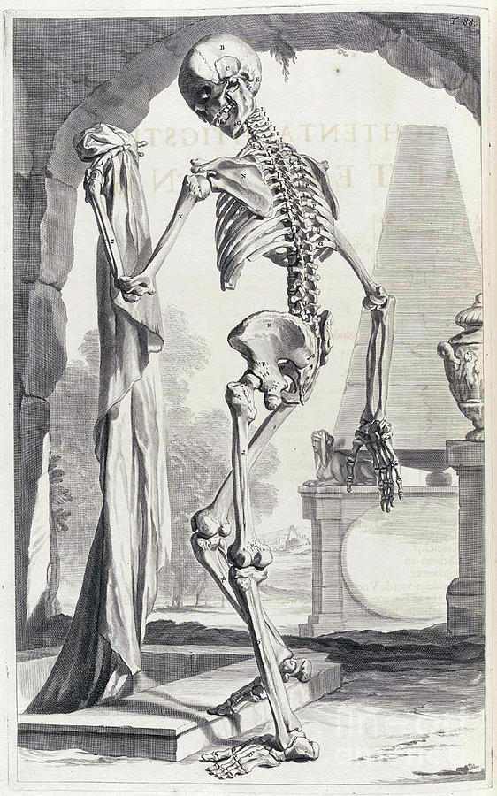 Anatomia Humani Corporis, Table 88, 1690 #1 Photograph by Science Source
