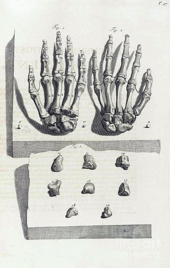 Anatomia Humani Corporis, Table 97, 1690 #1 Photograph by Science Source