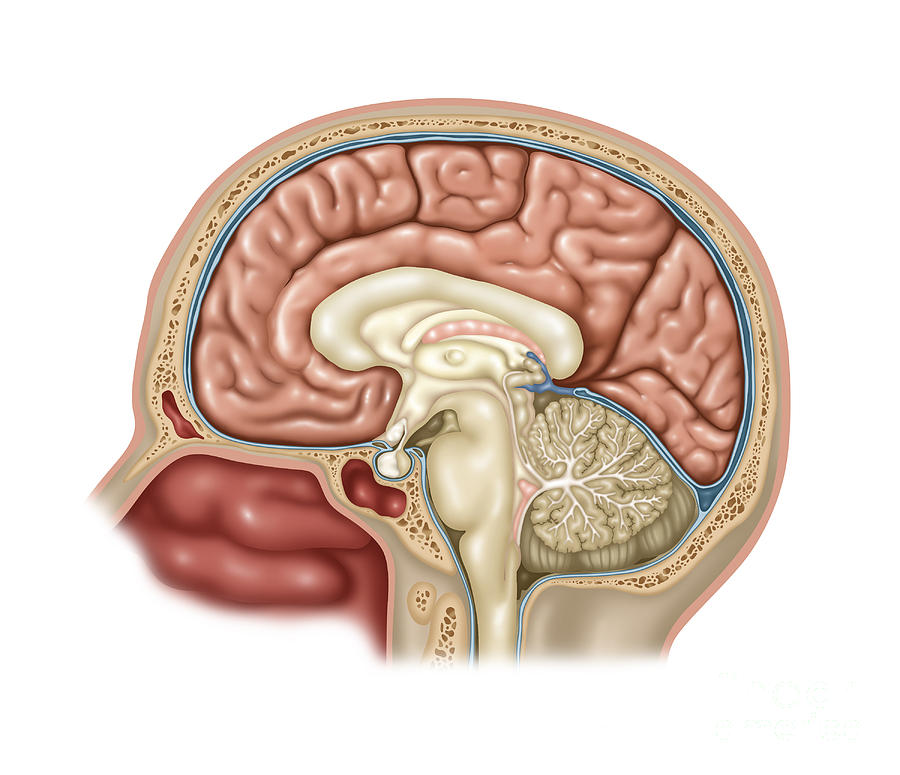 Anatomy Of Brain Illustration Photograph By Gwen Shockey Pixels