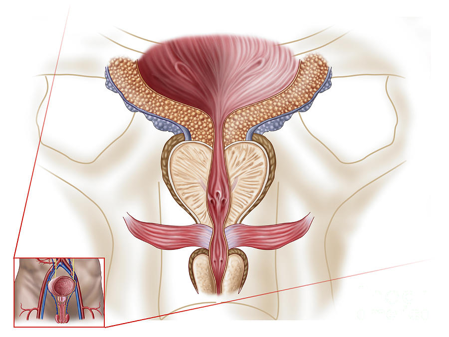 Healthcare Digital Art - Anatomy Of Prostate Gland #1 by Stocktrek Images