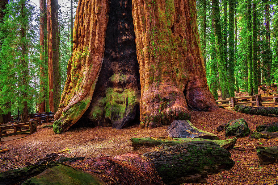 Ancient General Sherman Tree in Sequoia National Park Photograph by ...